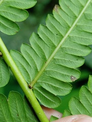 Pneumatopteris callosa