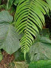 Pneumatopteris callosa