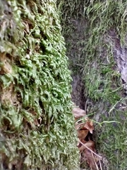 Homalia trichomanoides