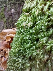 Homalia trichomanoides