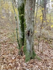 Homalia trichomanoides