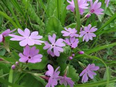 Primula sieboldii