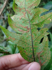 Tectaria melanocaulos