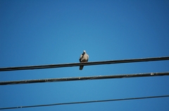 Streptopelia decaocto