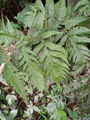 Tectaria melanocaulos