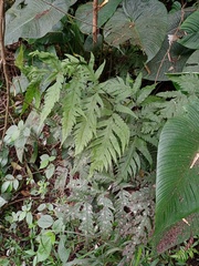 Tectaria melanocaulos