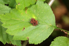 Dasineura crataegibedeguar