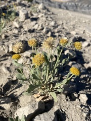 Gaillardia spathulata