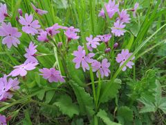 Primula sieboldii