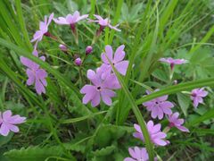 Primula sieboldii