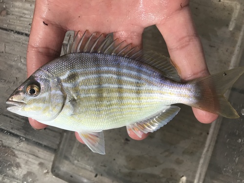 Pinfish