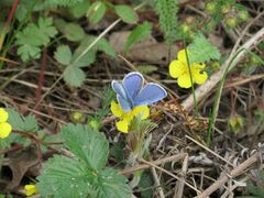 Potentilla fragarioides