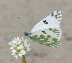 Pontia chloridice