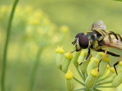 Myathropa florea