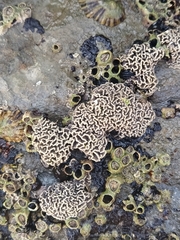 Lithophyllum byssoides