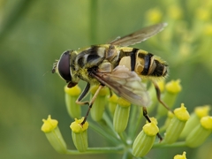 Myathropa florea