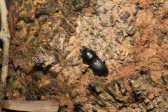 Figulus binodulus