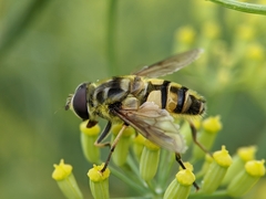 Myathropa florea