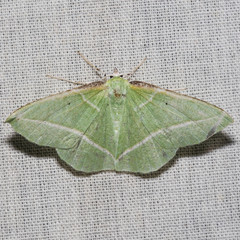 Dichorda illustraria