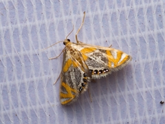 Nymphicula