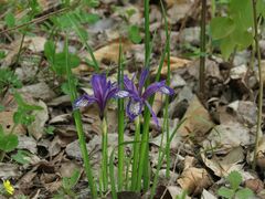 Iris uniflora