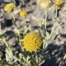 Western Blanketflower - Photo (c) Matt Berger, some rights reserved (CC BY), uploaded by Matt Berger