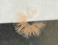 Macrocystidia