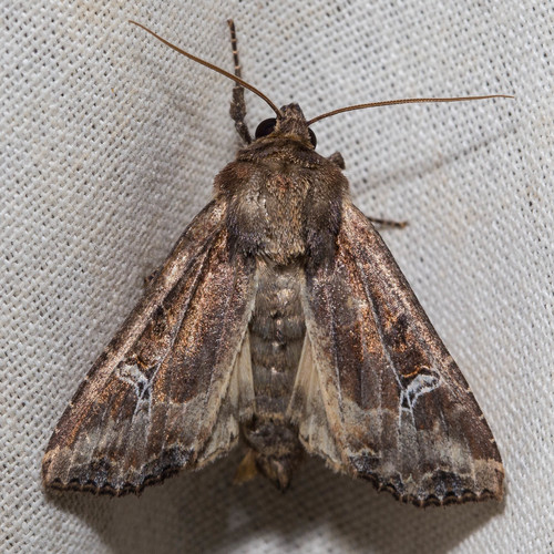 Kidney-spotted Rustic Moth photo 4