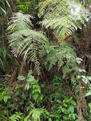 Macrothelypteris