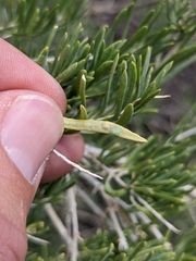 Protaplonyx sarcobati