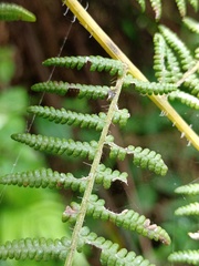 Macrothelypteris
