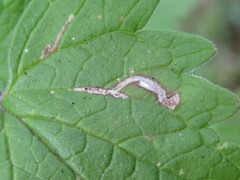 Phytomyza nepetae