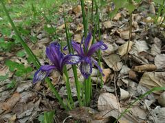 Iris uniflora