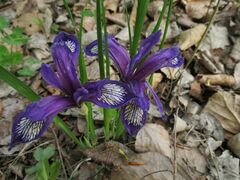 Iris uniflora