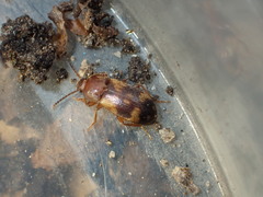 Mycetophagus californicus