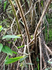 Macrothelypteris