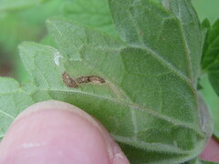 Phytomyza nepetae