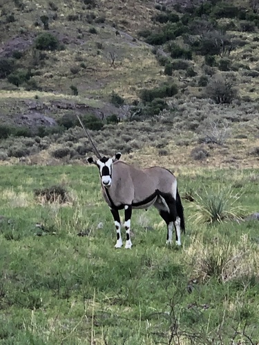 Gemsbok photographed in New Mexico