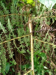 Macrothelypteris