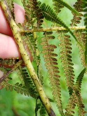 Macrothelypteris
