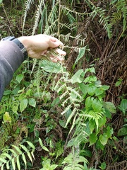 Macrothelypteris