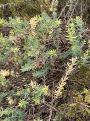 Genista anglica