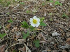 Fragaria orientalis