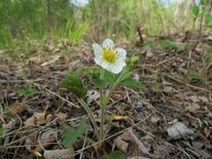 Fragaria orientalis