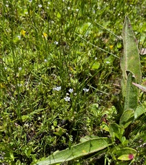 Allophyllum capillare