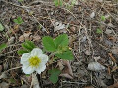 Fragaria orientalis