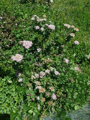 Spiraea morrisonicola