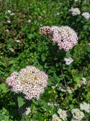 Spiraea morrisonicola