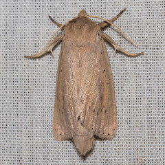 Globia oblonga