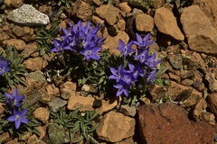 Campanula scabrella